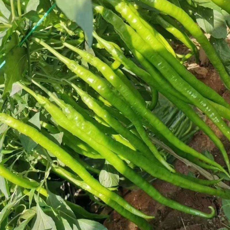 山东潍坊寿光大果麻椒苗子麻椒种子麻辣香方型皮薄肉脆又香辣