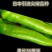 山东潍坊寿光大果麻椒苗子麻椒种子麻辣香方型皮薄肉脆又香辣