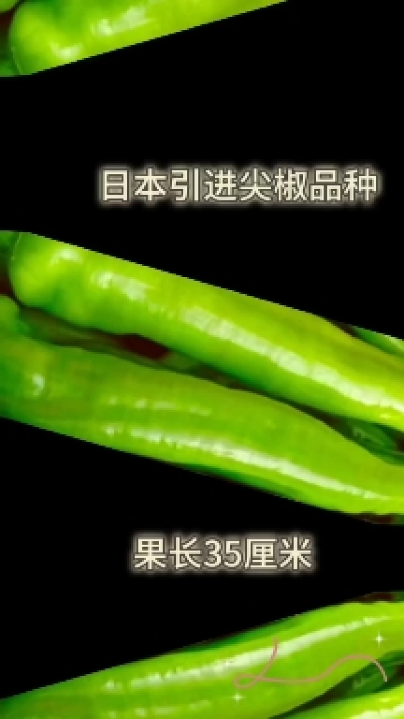 山东潍坊寿光大果麻椒苗子麻椒种子麻辣香方型皮薄肉脆又香辣