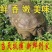 【养大甲鱼鲜活】外塘放养鲜活王八中华鳖小甲鱼水鱼