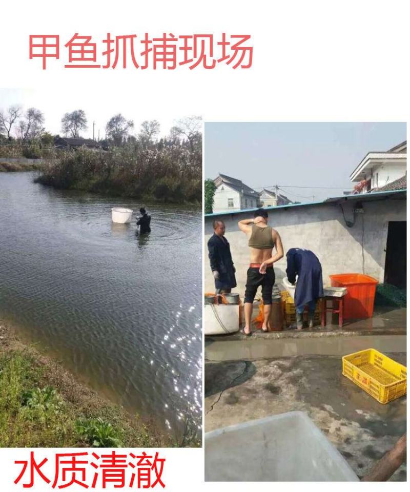 【养大甲鱼鲜活】外塘放养鲜活王八中华鳖小甲鱼水鱼