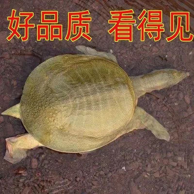 【养大甲鱼鲜活】外塘放养鲜活王八中华鳖小甲鱼水鱼