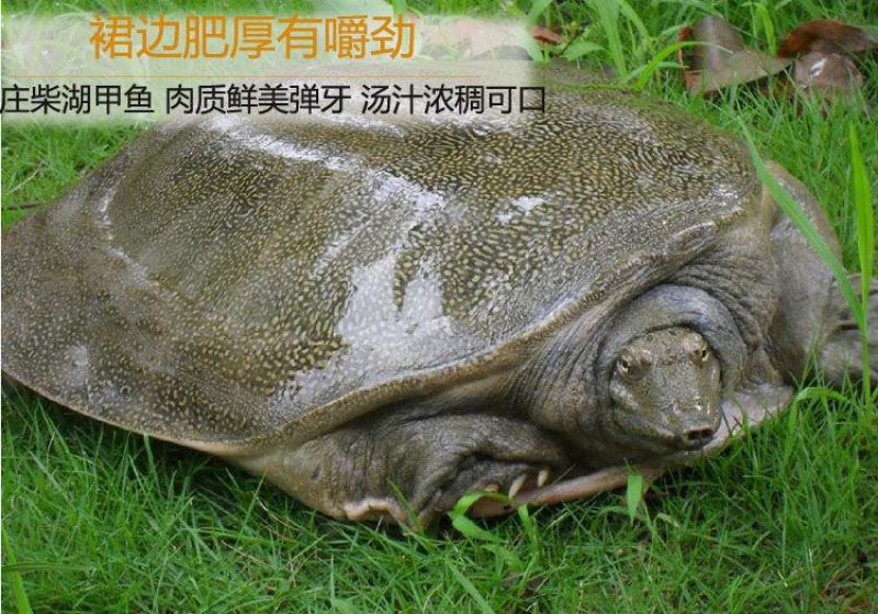 【养大甲鱼鲜活】外塘放养鲜活王八中华鳖小甲鱼水鱼