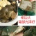 【养大甲鱼鲜活】外塘放养鲜活王八中华鳖小甲鱼水鱼