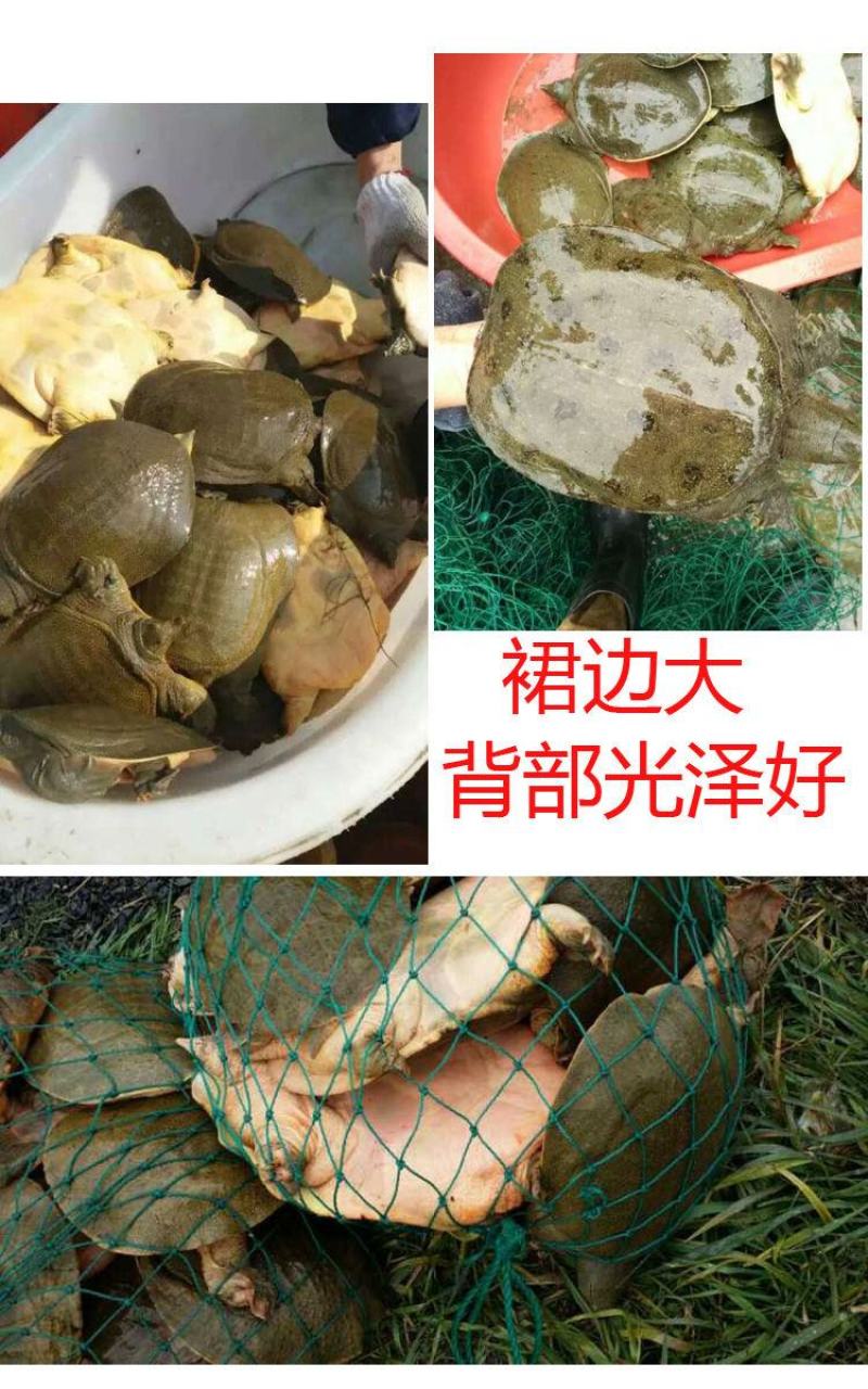 【养大甲鱼鲜活】外塘放养鲜活王八中华鳖小甲鱼水鱼