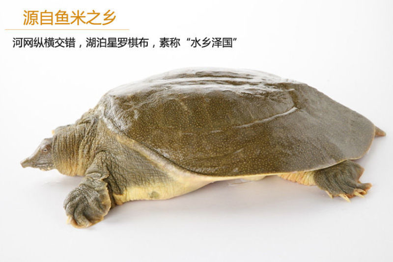 【养大甲鱼鲜活】外塘放养鲜活王八中华鳖小甲鱼水鱼