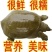 【养大甲鱼鲜活】外塘放养鲜活王八中华鳖小甲鱼水鱼