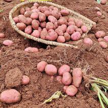【红皮土豆】甘肃产区土豆一手货源对接全国客商欢迎电联