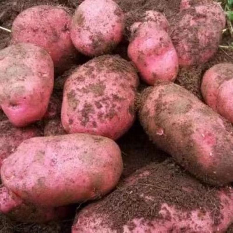 【红皮土豆】甘肃产区土豆一手货源对接全国客商欢迎电联