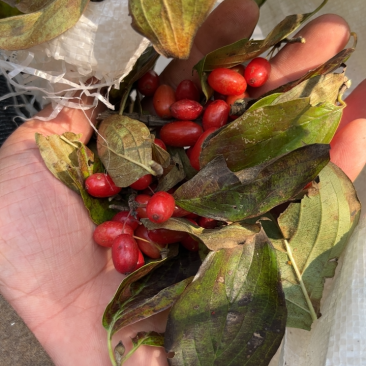 山茱萸