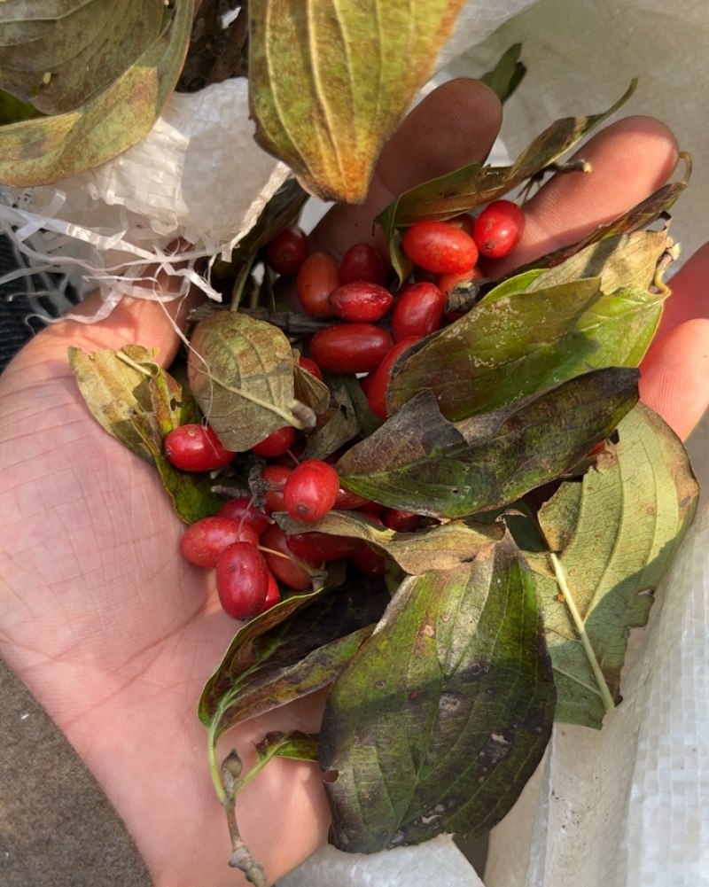 山茱萸