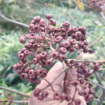 四川中花吴茱萸，四川品种，