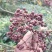 四川中花吴茱萸，四川品种，