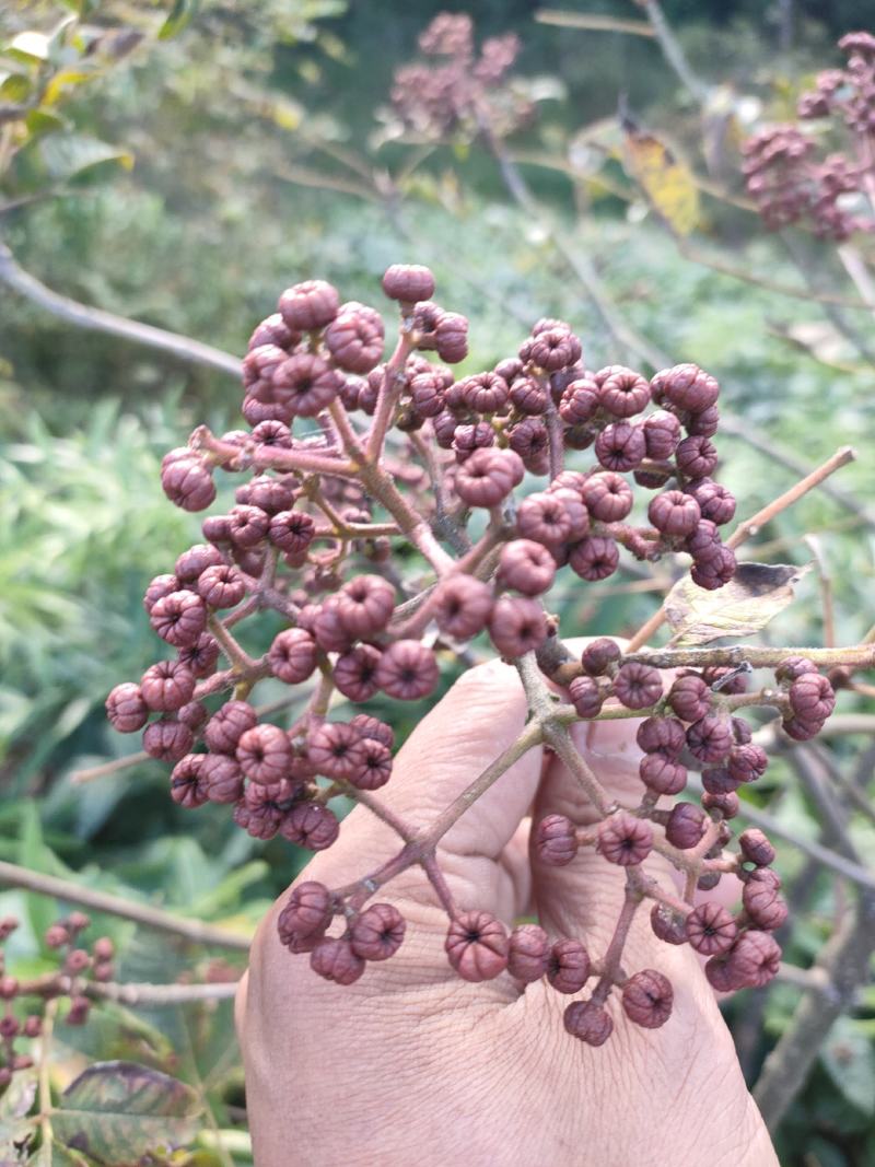 四川中花吴茱萸，四川品种，