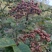 四川中花吴茱萸，四川品种，