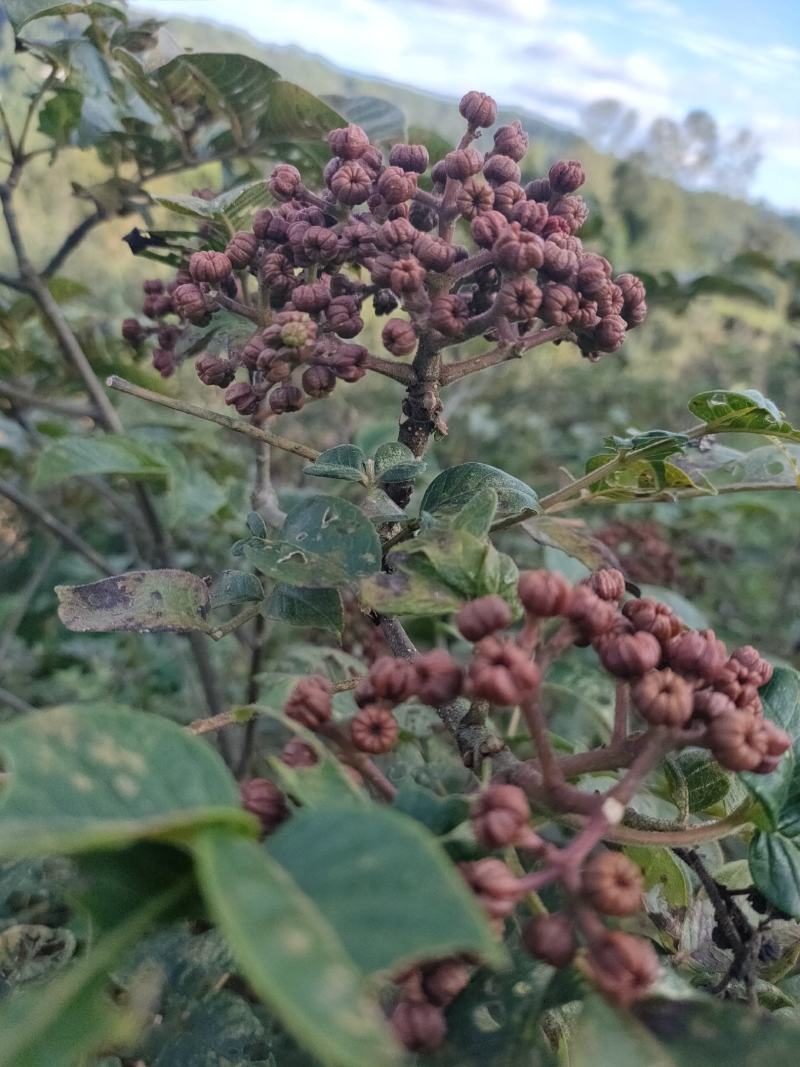 四川中花吴茱萸，四川品种，