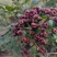 四川中花吴茱萸，四川品种，