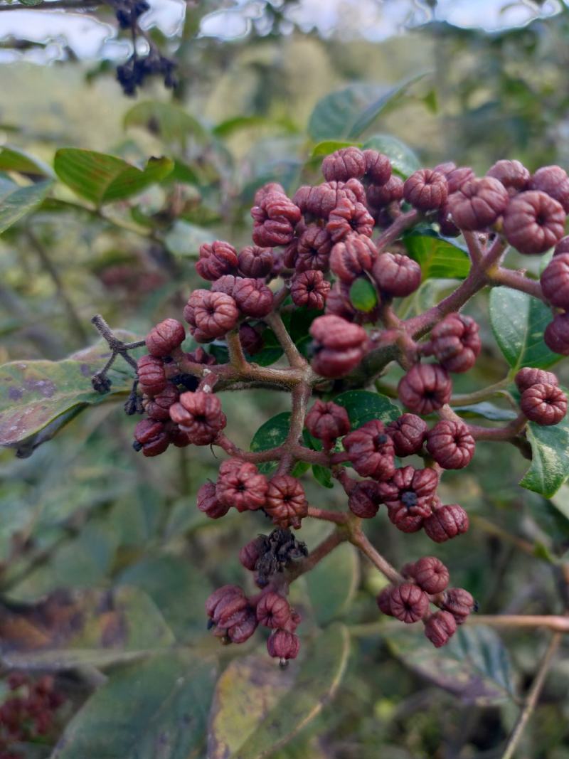 四川中花吴茱萸，四川品种，