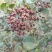 四川中花吴茱萸，四川品种，