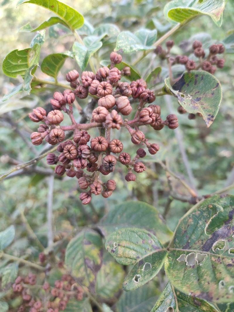 四川中花吴茱萸，四川品种，