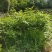 四川中花吴茱萸，四川品种，