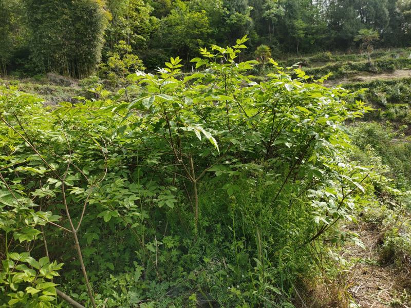 四川中花吴茱萸，四川品种，