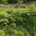 四川中花吴茱萸，四川品种，
