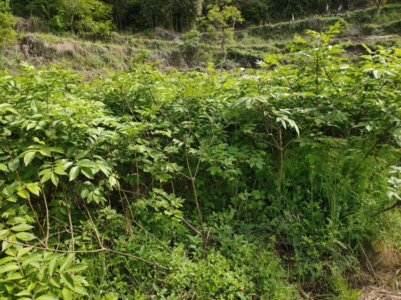 四川中花吴茱萸，四川品种，