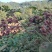 四川中花吴茱萸，四川品种，