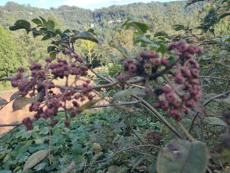 四川中花吴茱萸，四川品种，