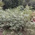 四川中花吴茱萸，四川品种，