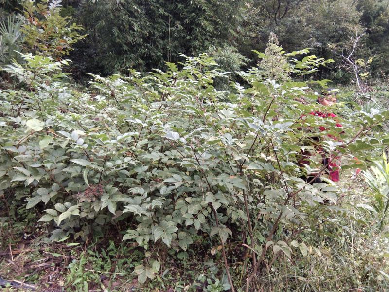 四川中花吴茱萸，四川品种，