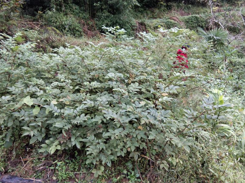 四川中花吴茱萸，四川品种，