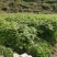 四川中花吴茱萸，四川品种，