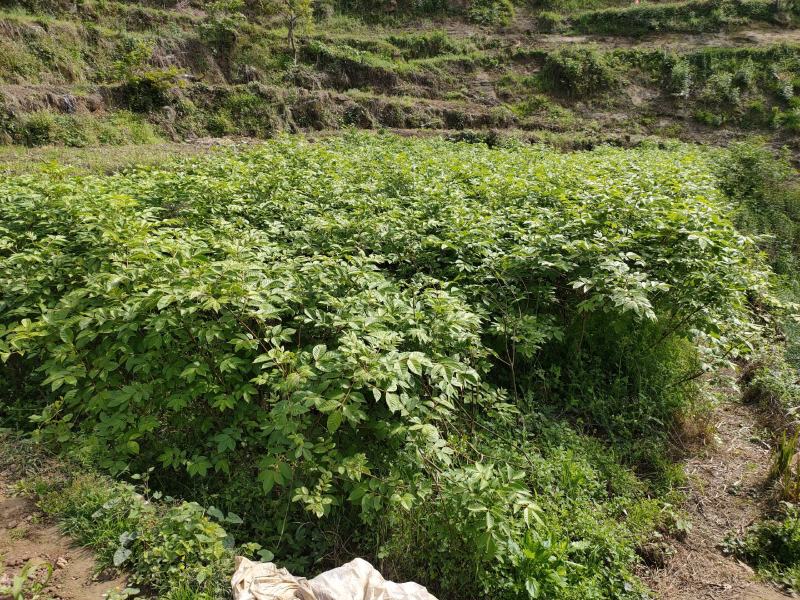 四川中花吴茱萸，四川品种，