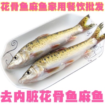 花骨鱼鱼船钉鱼重唇鱼麻鱼活鱼现杀花骨鱼淡水鱼