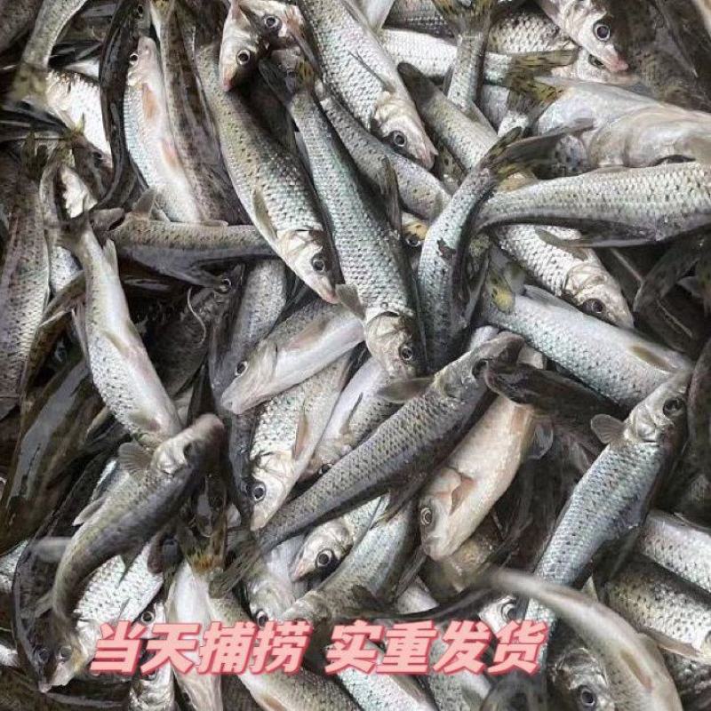 花骨鱼鱼船钉鱼重唇鱼麻鱼活鱼现杀花骨鱼淡水鱼