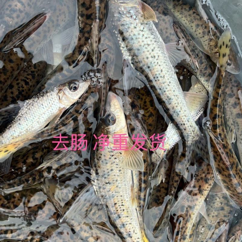 花骨鱼鱼船钉鱼重唇鱼麻鱼活鱼现杀花骨鱼淡水鱼
