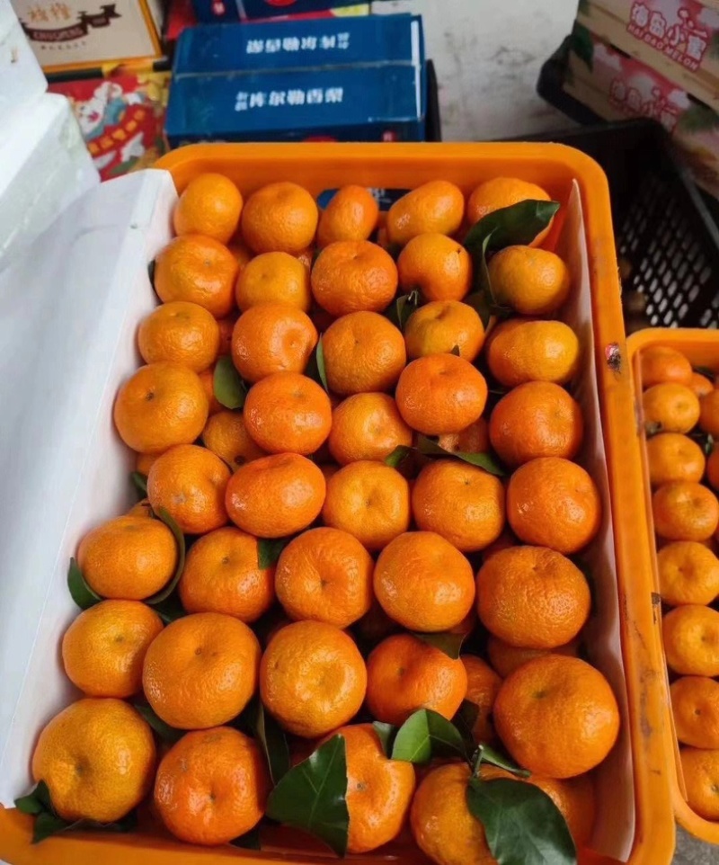 精品砂糖橘广西原产地地头价格一手货源详谈可视频看货