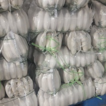 涞水精品五排