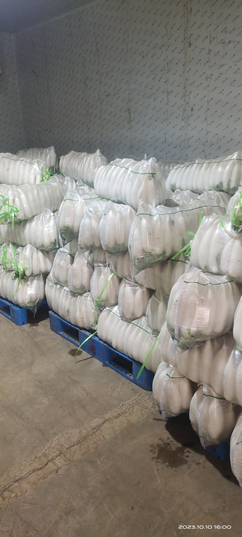 涞水精品五排