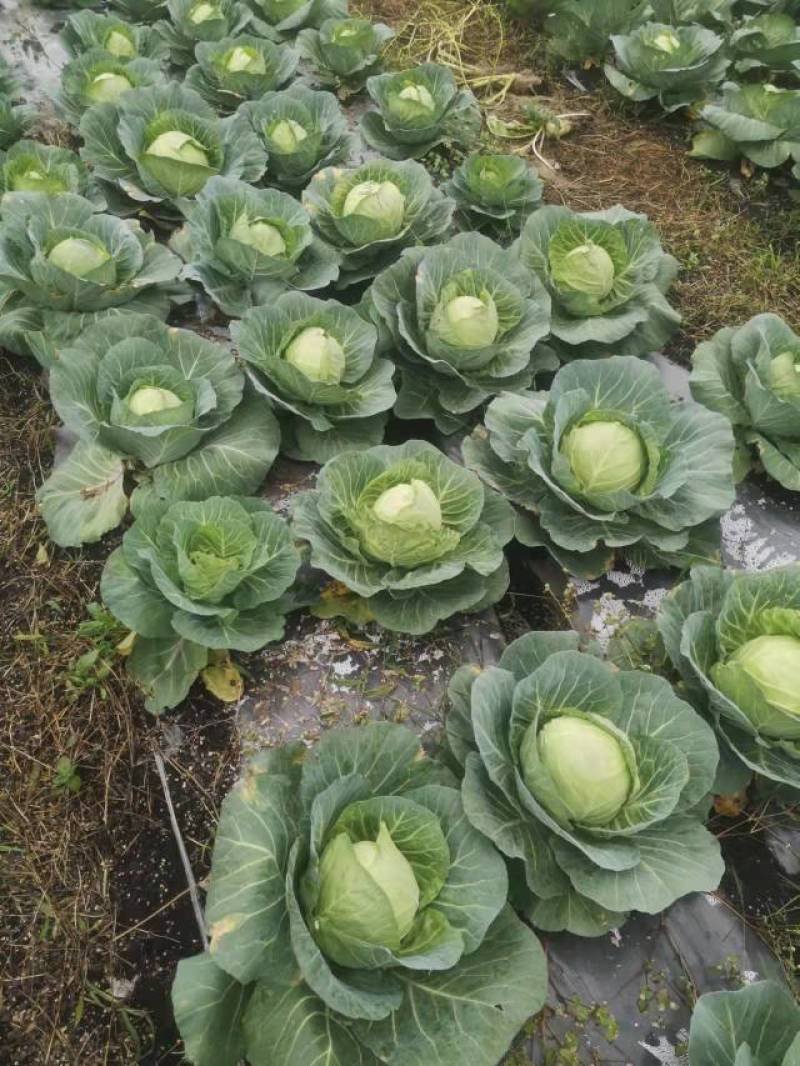 牛心菜和小铁头