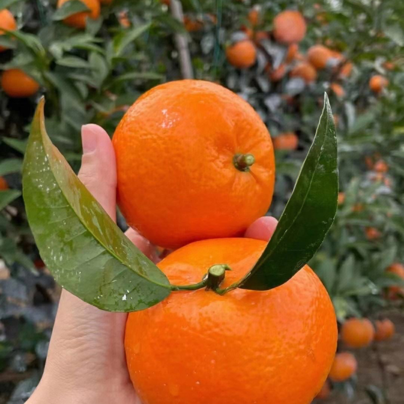 【精选】广西沃柑皮薄汁甜货源稳定发往全国有需致电