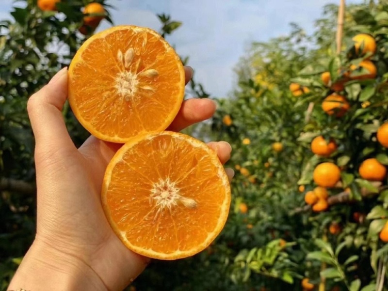 【精选】广西沃柑皮薄汁甜货源稳定发往全国有需致电