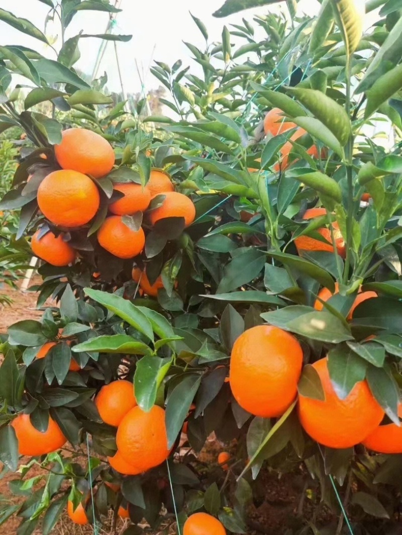 【精选】广西沃柑皮薄汁甜货源稳定发往全国有需致电