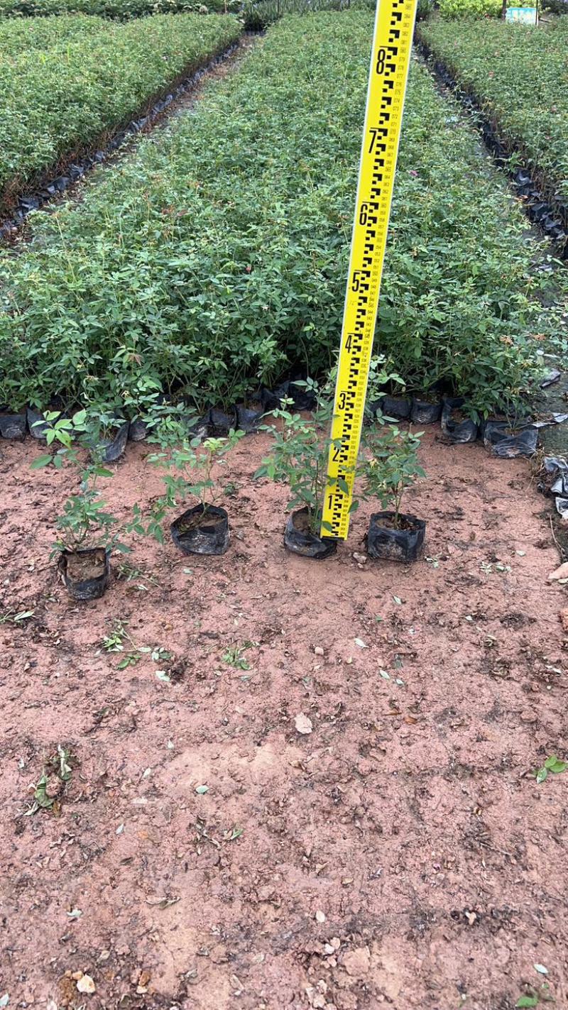 丰花月季粉色月季苗圃现发主要对接绿化工程欢迎咨询
