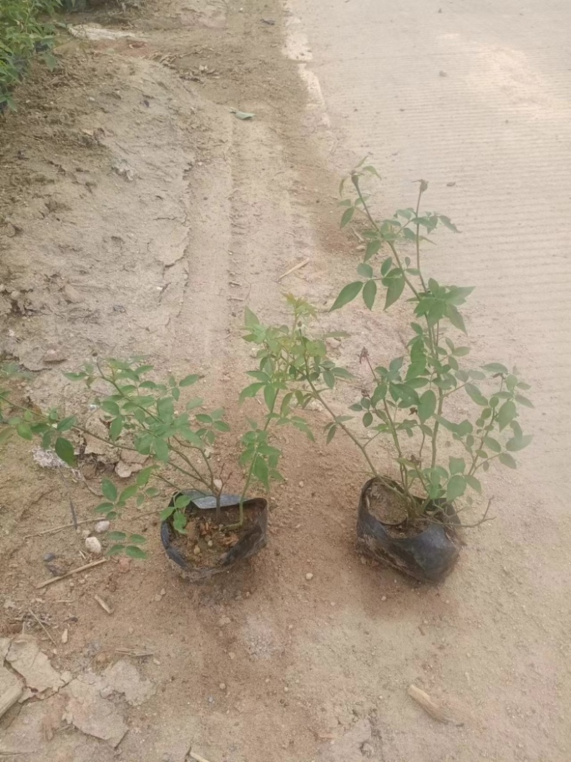 丰花月季粉色月季苗圃现发主要对接绿化工程欢迎咨询