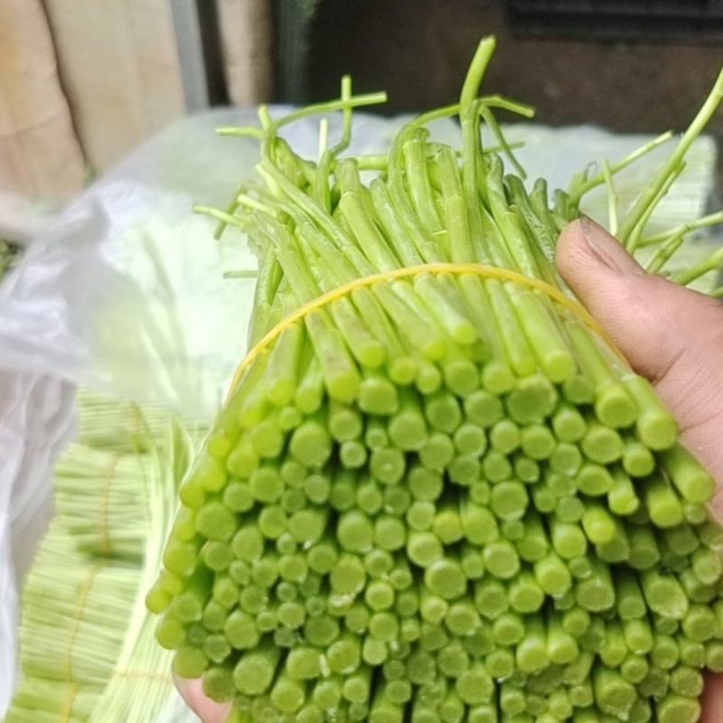 【精品】云南精品芦蒿对接电商市场商超等各类客户欢迎