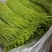 【精品】云南精品芦蒿对接电商市场商超等各类客户欢迎