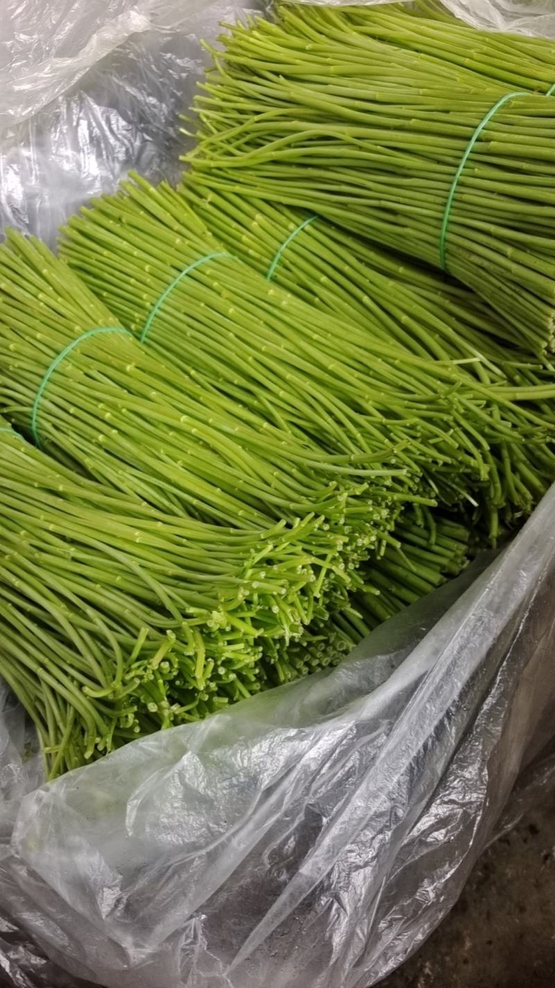【精品】云南精品芦蒿对接电商市场商超等各类客户欢迎